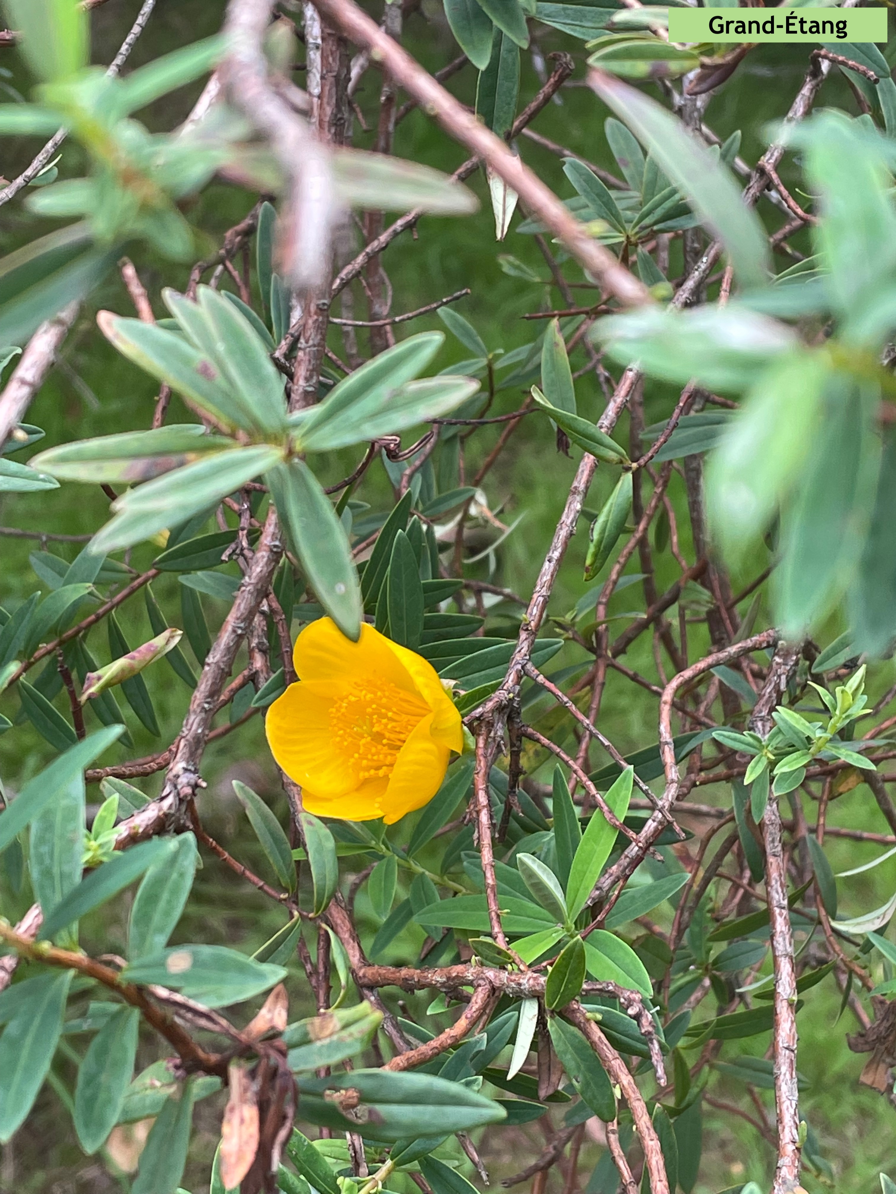 Photo Grand-Étang